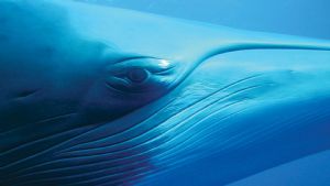 Minke Whale Expeditions