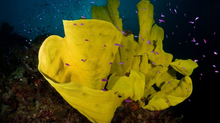 Truk Lagoon Dive Information