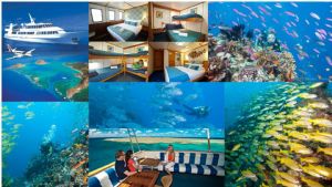 https://www.prodive.com.au/Great+Barrier+Reef+-+Cairns/7+Days+7+Nights/7+Day+7+Night++Cod+Hole+and+Coral+Sea+-+MV+Spirit+of+Freedom+-+Great+Barrier+Reef+-+Cairns/892