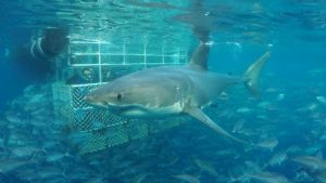 Shark Cage Diving