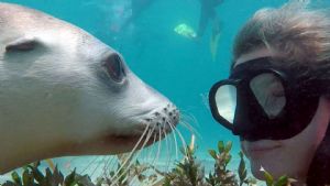 Swim with the Sea Lions