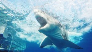 Shark & Sea Lion Combo Tour